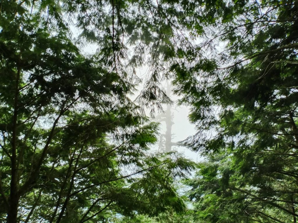 【宜蘭】棲蘭馬告神木園，前進全亞洲最大檜木園區與迷霧森林 宜蘭的力麗馬告神木園Taiwan Yilan 8