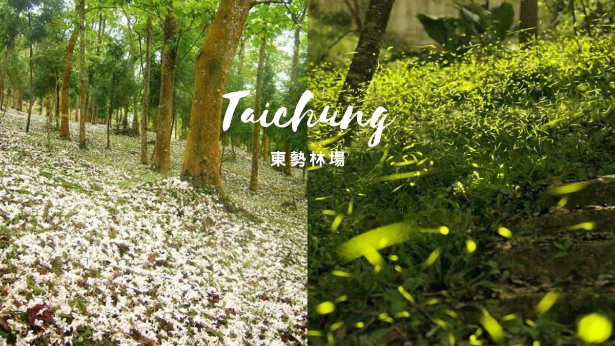 台中-東勢林場-油桐花-螢火蟲Taichung
