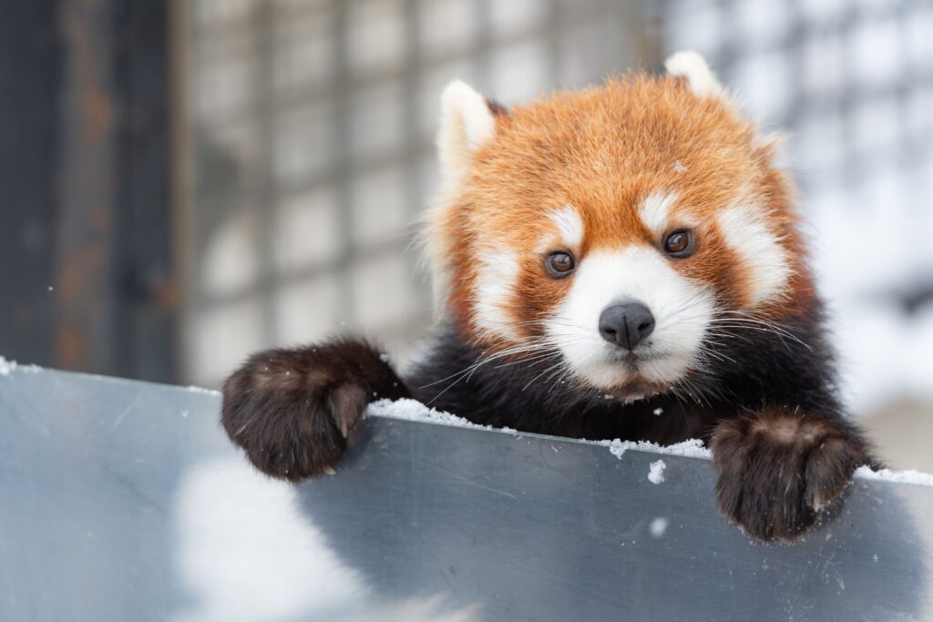 【玩遍日本】不來會後悔，日本北海道必去1大景點 日本 北海道 旭山動物園 shutterstock 1441764944 1 1