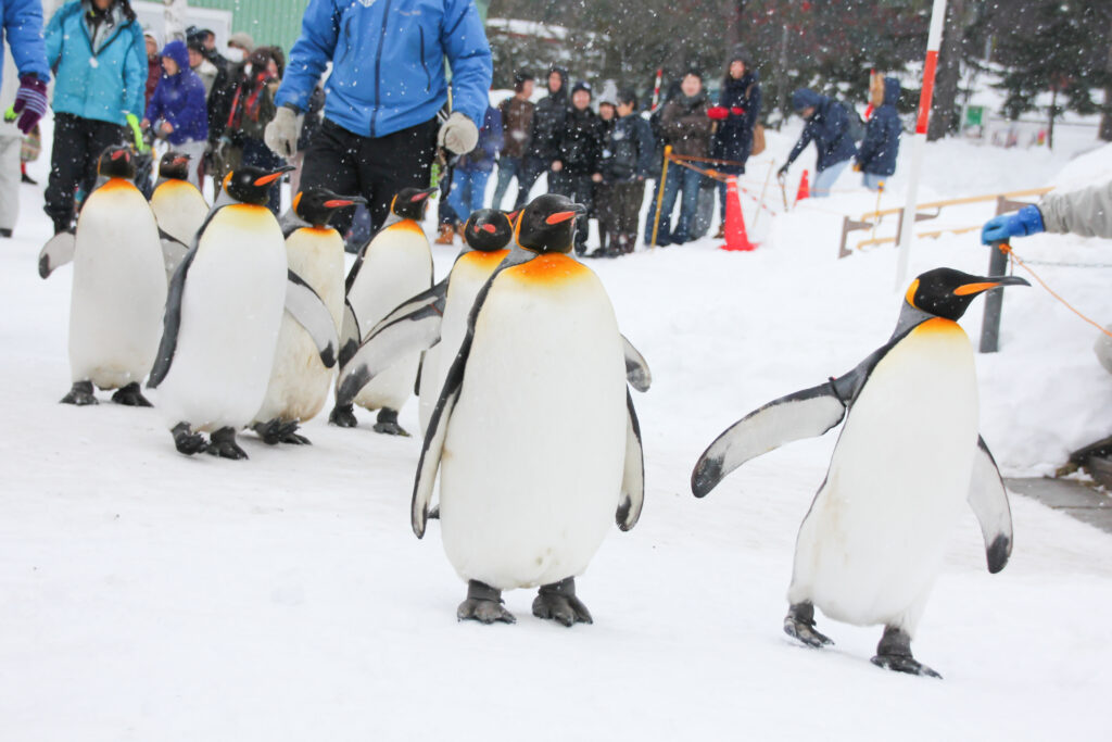 【玩遍日本】不來會後悔，日本北海道必去1大景點 日本 北海道 旭山動物園 shutterstock 250818352 3