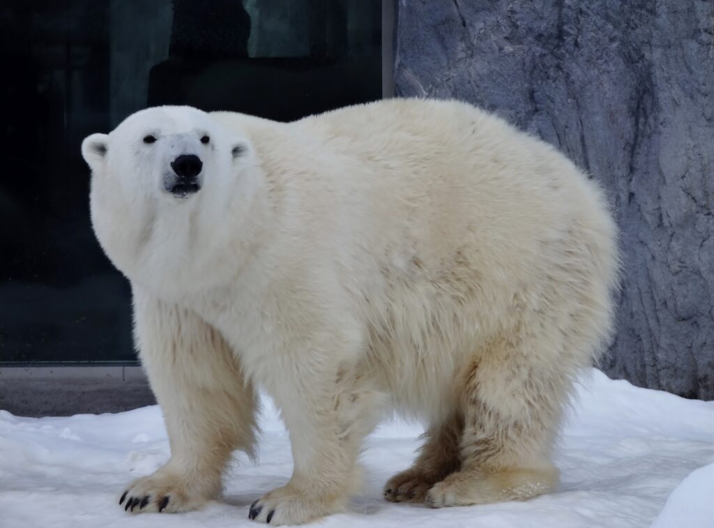 【玩遍日本】不來會後悔，日本北海道必去1大景點 日本 北海道 旭山動物園 shutterstock 745735222