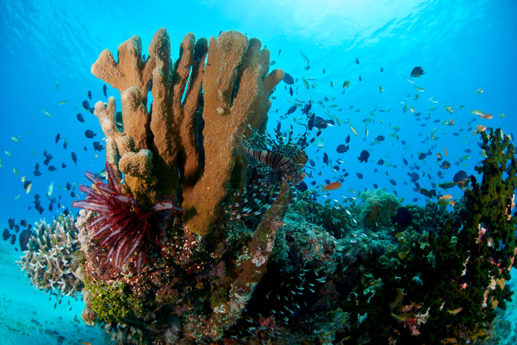玩薄荷島(Bohol)就是這麼輕鬆~2025年5月29日起,菲律賓皇家航空市場唯一薄荷島直飛,僅2.5小時航程 | 山富旅遊 菲律賓 宿霧 巴里卡薩島大斷層 shutterstock 1520923688